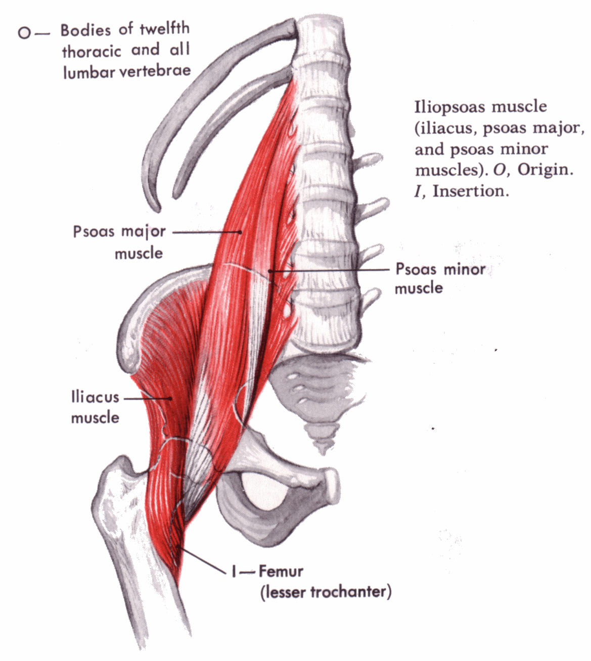 iliopsoas muscle stretch